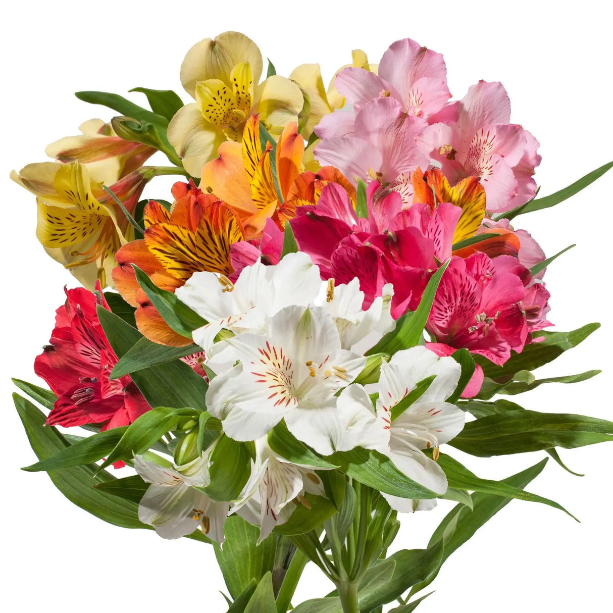 InBloom Alstroemeria Bouquet (120 Stems, Assorted) | Long-Lasting Colorful Blooms InBloom Group