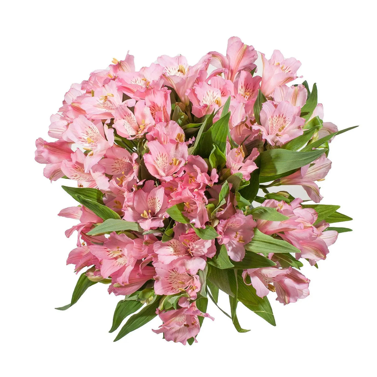 InBloom Alstroemeria Bouquet (120 Stems, Pink) | Vibrant, Long-Lasting Floral Display InBloom Group