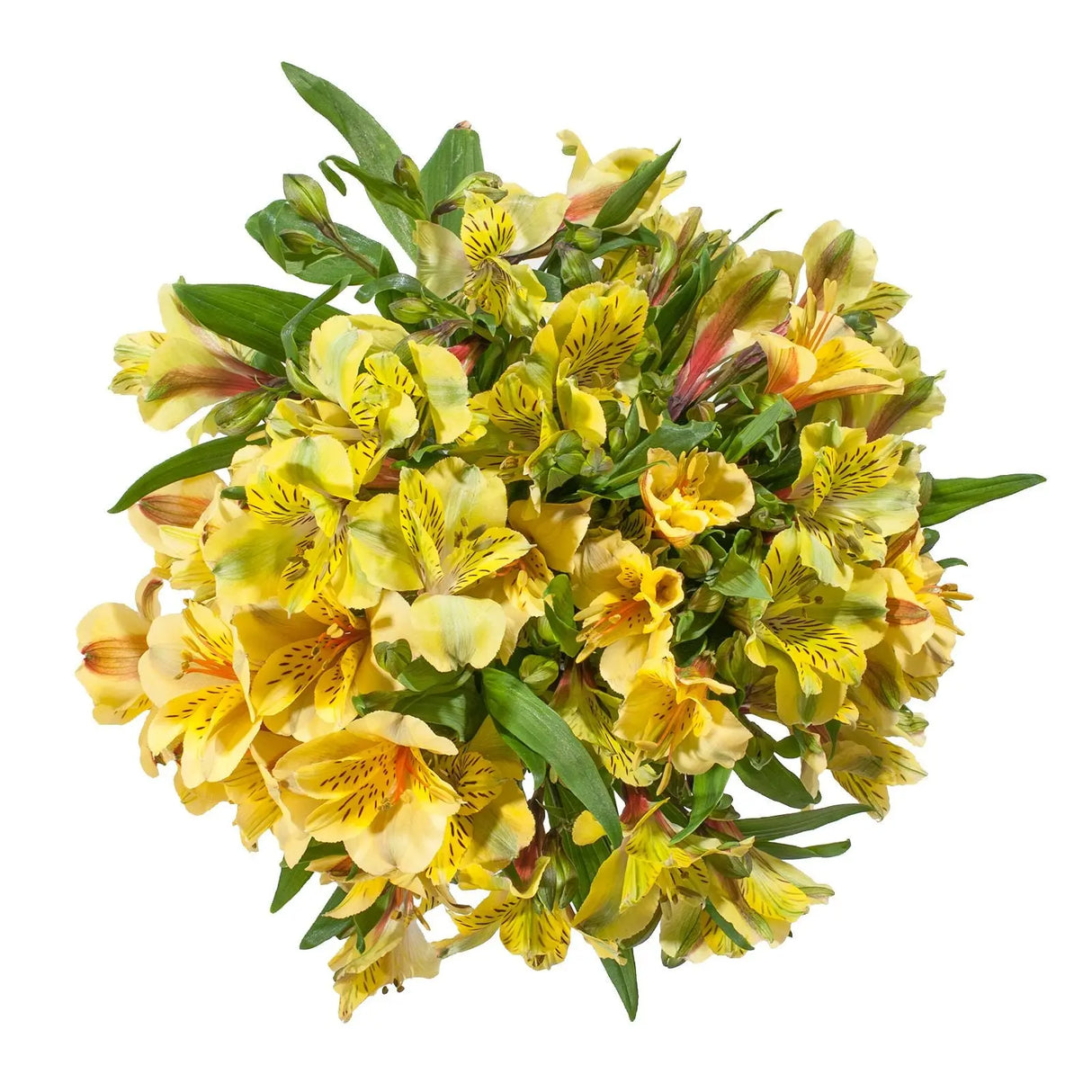 InBloom Alstroemeria Bouquet (120 Stems, Yellow) | Long-Lasting, Sunny Floral Display InBloom Group
