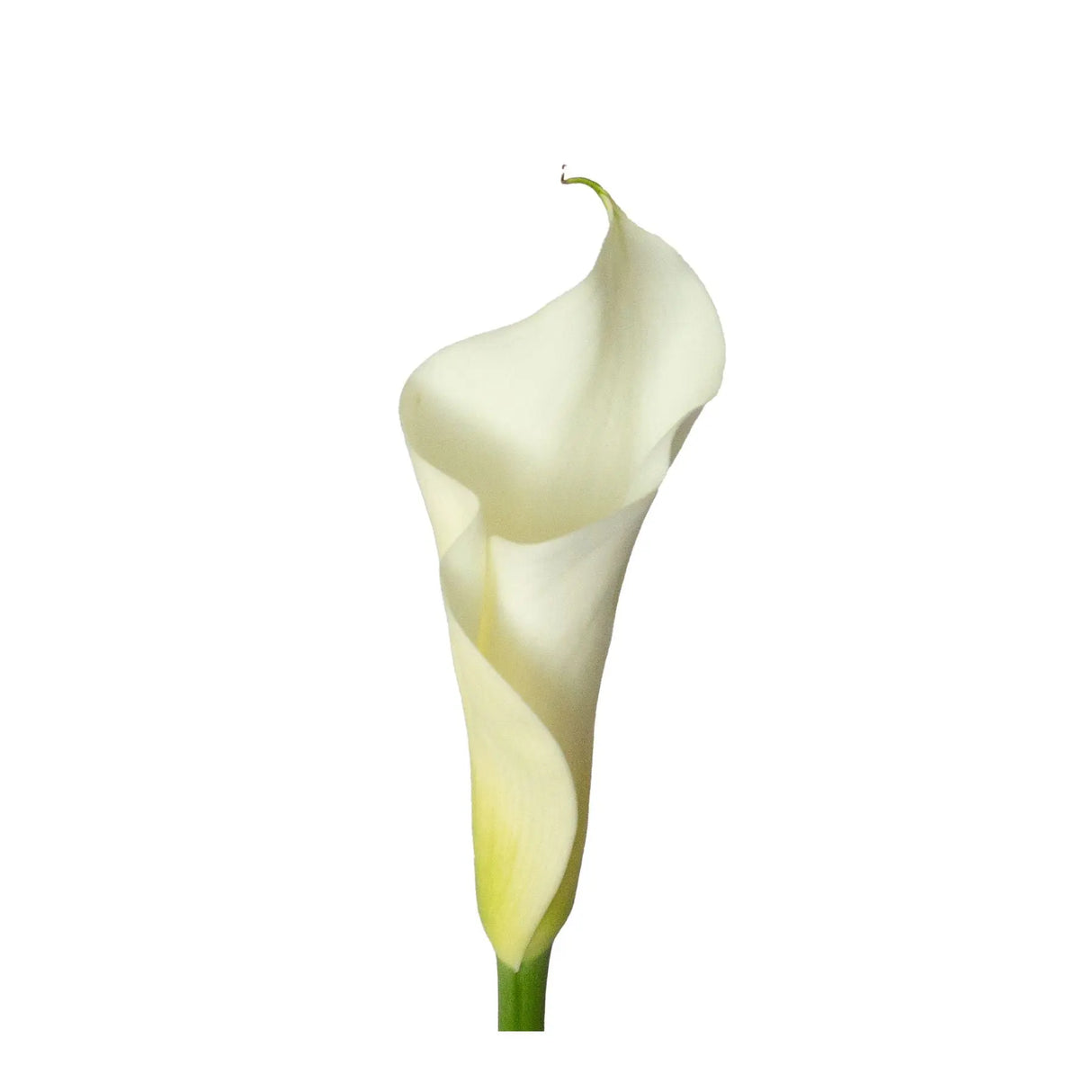 Calla Lilies (36 Stems) | Elegant White Blooms for Bouquets & Decor InBloom Group