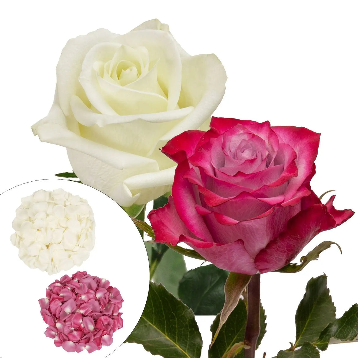 Roses & Petals Combo – White & Lavender | 50 Roses, 25 Stems, 2,000 Petals for Decor or Events InBloom Group