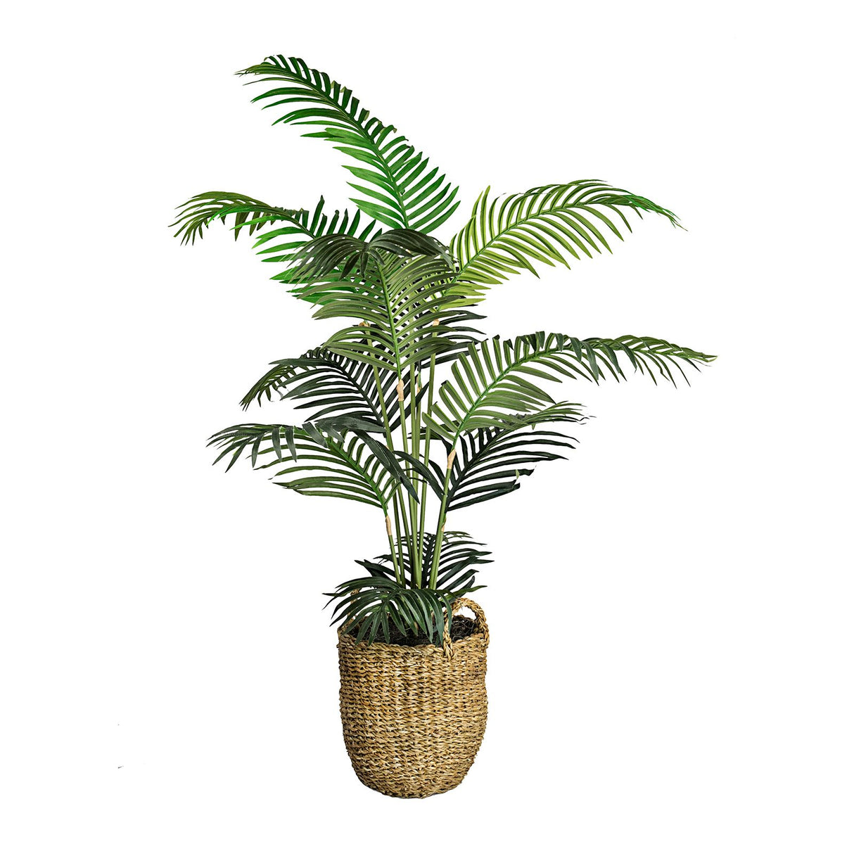 LCG Florals 5ft Areca Palm in basket