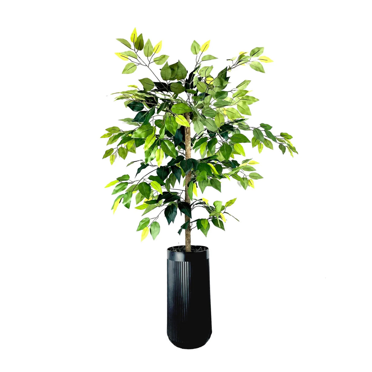 LCG Florals Ficus Tree (5 ft, Black Ribbed Planter) | Lush Indoor Greenery Accent LCG Florals