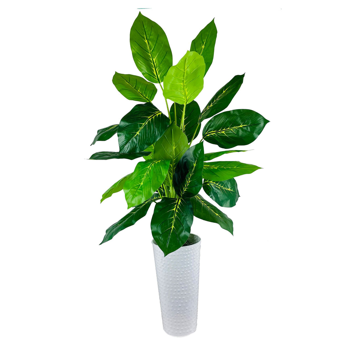 Variegated Dieffenbachia in White Metal Planter
