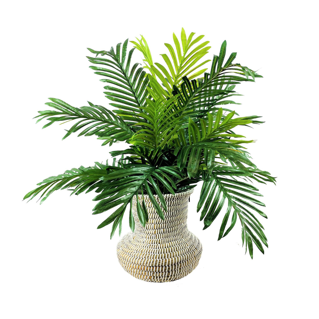 Phoenix Palm in White Basket Urn