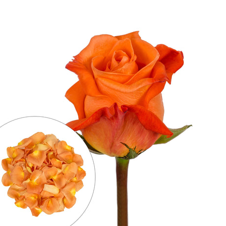 Flowers > Roses & Petals AFS Wholesale Shop