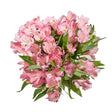 InBloom Alstroemeria Bouquet (120 Stems, Pink) | Vibrant, Long-Lasting Floral Display InBloom Group