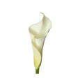 Calla Lilies (36 Stems) | Elegant White Blooms for Bouquets & Decor InBloom Group