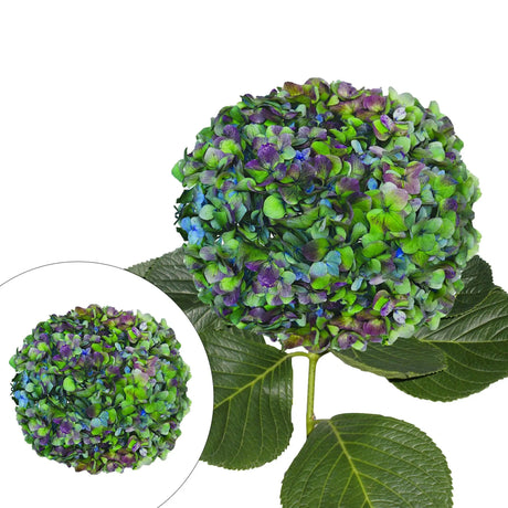 Jumbo Hydrangea Stems (12-Pack, Hulk Green) | Bold Floral Accent for DÃ©cor InBloom Group
