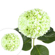 Jumbo Hydrangea Stems (12-Pack, Kiwi) | Bold Oversized Floral Accent InBloom Group