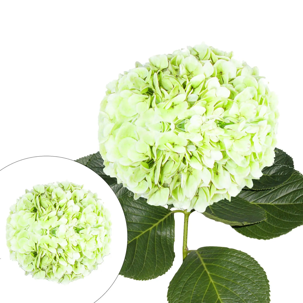 Jumbo Hydrangea Stems (12-Pack, Kiwi) | Bold Oversized Floral Accent InBloom Group