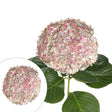 Jumbo Hydrangea Stems (12-Pack, Antique Pink) | Elegant Oversized Floral DÃ©cor InBloom Group