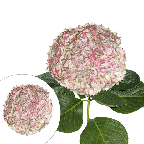 Jumbo Hydrangea Stems (12-Pack, Antique Pink) | Elegant Oversized Floral DÃ©cor InBloom Group