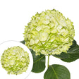 Lime Green Hydrangea Stems (30-Pack) | Fresh Vibrant Floral Accent InBloom Group