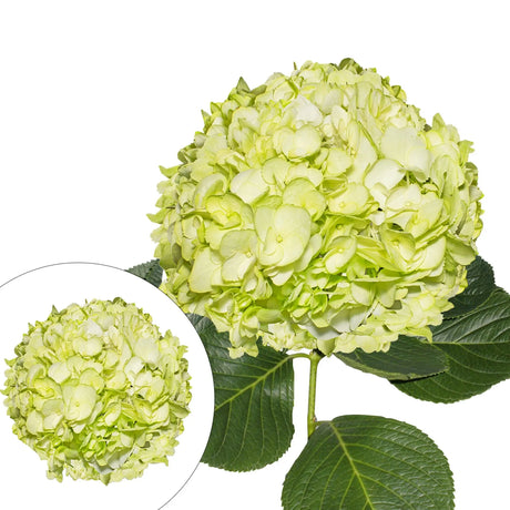 Lime Green Hydrangea Stems (30-Pack) | Fresh Vibrant Floral Accent InBloom Group