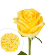 Yellow Roses & Petals Combo Box | 75 Roses + 2,000 Petals for Elegant Events InBloom Group