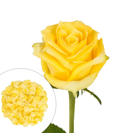 Yellow Roses & Petals Combo Box | 75 Roses + 2,000 Petals for Elegant Events InBloom Group