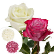 Roses & Petals Combo â€“ White & Lavender | 50 Roses, 25 Stems, 2,000 Petals for Decor or Events InBloom Group