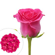 Hot Pink Roses & Petals Combo Box (75 Roses, 2,000 Petals) | Elegant Floral Touch for Events & Decor InBloom Group