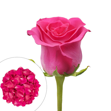 Hot Pink Roses & Petals Combo Box (75 Roses, 2,000 Petals) | Elegant Floral Touch for Events & Decor InBloom Group