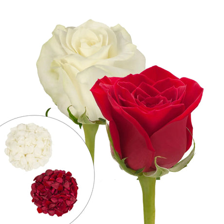 Fresh Cut Roses & Petals Combo Box | 50 Roses, 25 Stems, 2,000 Petals â€“ Red & White InBloom Group