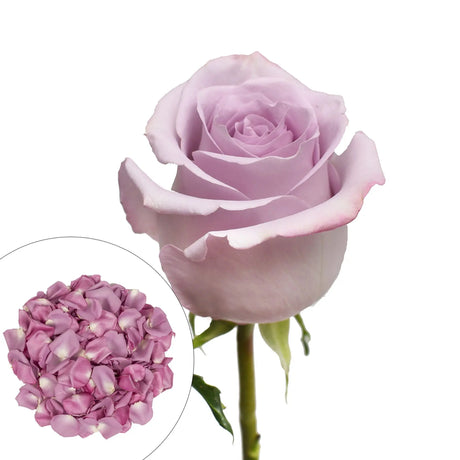Lavender Roses & Petals Combo Box (75 Roses, 2,000 Petals) | Soft Romantic Blooms for Any Setting InBloom Group