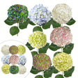 Celebration Hydrangea Combo (26 Stems) | Assorted Bloom Bouquet InBloom Group