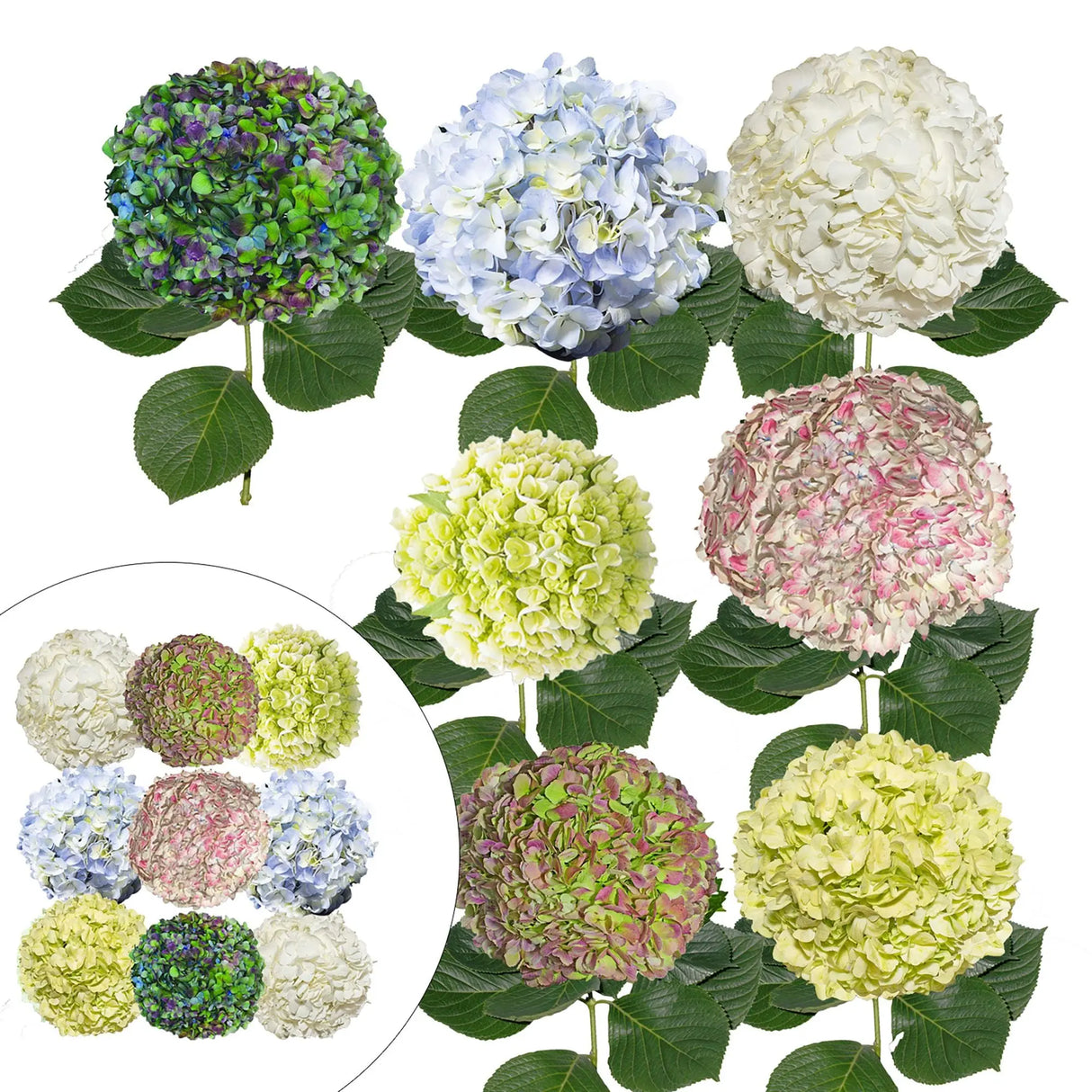 Celebration Hydrangea Combo (26 Stems) | Assorted Bloom Bouquet InBloom Group