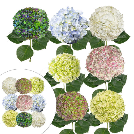 Celebration Hydrangea Combo (26 Stems) | Assorted Bloom Bouquet InBloom Group
