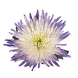 Hand-Painted Spider Mums Bouquet | White & Purple Floral DÃ©cor InBloom Group