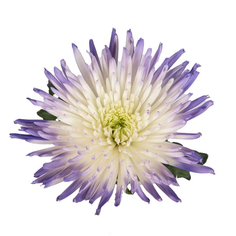 Hand-Painted Spider Mums Bouquet | White & Purple Floral DÃ©cor InBloom Group