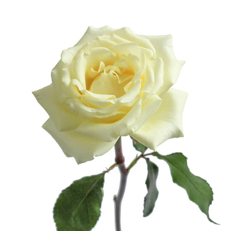 White Garden Roses (36 Stems) | Classic Beauty for Elegant Floral Displays InBloom Group