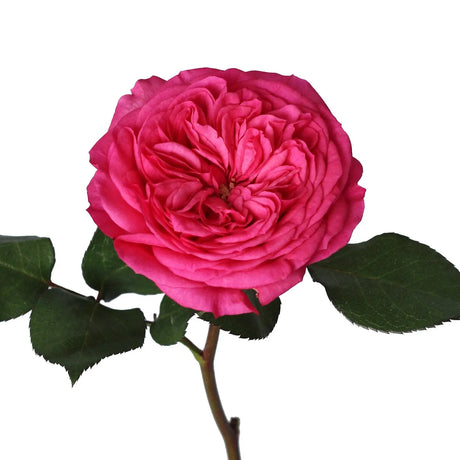 Hot Pink Garden Roses (36 Stems) | Elegant Blooms for Bold Floral Arrangements InBloom Group
