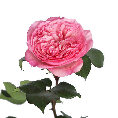 Pink Garden Roses (36 Stems) | Elegant Blooms for Romantic Occasions InBloom Group