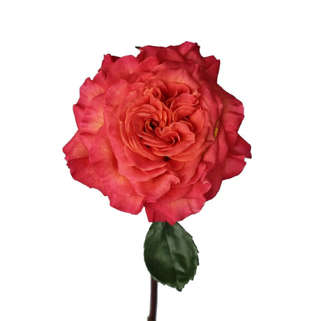 Orange Garden Roses (36 Stems) | Bold, Bright Flowers for Vibrant Bouquets InBloom Group