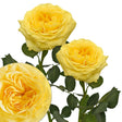 Yellow Garden Roses (36 Stems) | Fresh-Cut Premium Blooms for Gifts & Events InBloom Group