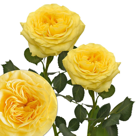 Yellow Garden Roses (36 Stems) | Fresh-Cut Premium Blooms for Gifts & Events InBloom Group