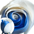 Tinted Roses â€“ Blue & White | Eye-Catching Arrangement for Celebrations or Events InBloom Group