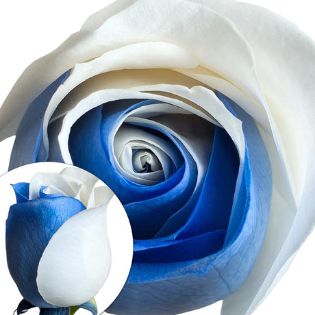 Tinted Roses â€“ Blue & White | Eye-Catching Arrangement for Celebrations or Events InBloom Group