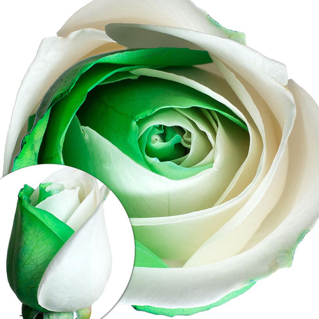 Green & White Tinted Roses Bouquet | Elegant Floral Arrangement for Special Occasions InBloom Group