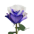 Tinted Roses â€“ Purple & White | Elegant Blooms for Romantic or Special Occasions InBloom Group