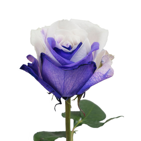 Tinted Roses â€“ Purple & White | Elegant Blooms for Romantic or Special Occasions InBloom Group