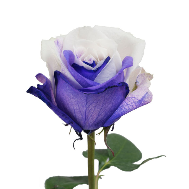 Tinted Roses â€“ Purple & White | Elegant Blooms for Romantic or Special Occasions InBloom Group