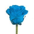 Tinted Roses Â· Turquoise & White | Elegant Fresh-Cut Floral Arrangement InBloom Group