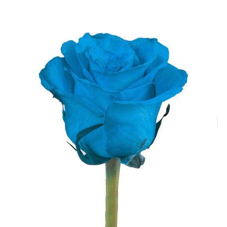 Tinted Roses Â· Turquoise & White | Elegant Fresh-Cut Floral Arrangement InBloom Group