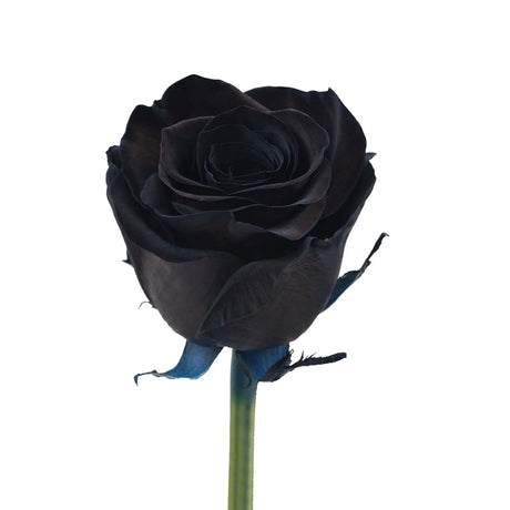 Black Tinted Roses | Mysterious & Striking Blooms for Dramatic Displays InBloom Group
