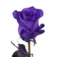 Purple Tinted Roses (36 Stems) | Unique Floral Accent with Gentle Hue InBloom