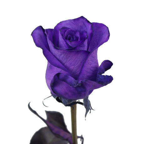 Purple Tinted Roses (36 Stems) | Unique Floral Accent with Gentle Hue InBloom