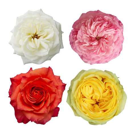 Assorted Color Garden Roses (50 Stems) | Vibrant Mixed Blooms for Stunning Arrangements AFS Wholesale Shop